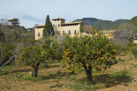 Citrus plantation and finca, near Alaró, Serra de Tramuntana, Majorca, Balearic Islands, Spain,