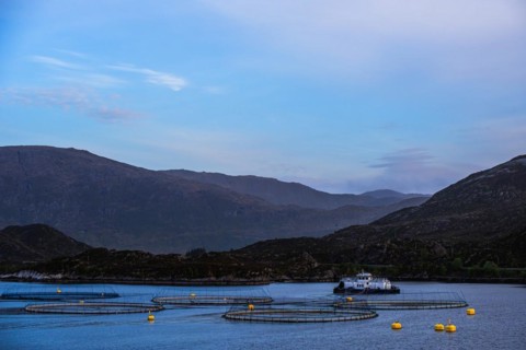 Sunset over Salmon farm in Norway, Innvikfjorden, Olden, Norway, Europe