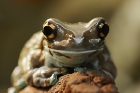 Cave toad frog (Trachycephalus resinifictrix, Phrynohyas resinifictrix), captive, occurrence in