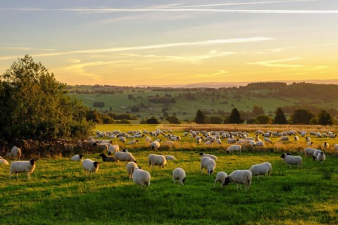 Rhön sheep, flock of sheep, sheep, sunrise, Hochrhön road, UNESCO biosphere reserve, near Hausen,