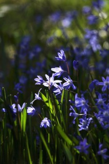 Charming Scilla, March, Germany, Europe