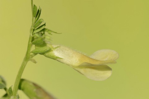 Hybrid vetch or hairy yellow vetch (Vicia hybrida), flower, Provence, southern France