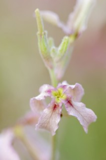 Cloudy levkoe (Matthiola fruticulosa), flower, Provence, southern France