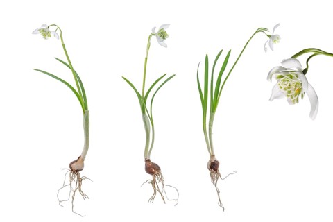 Double snowdrops (Galanthus Nivalis Flore Pleno) on a white background, Bavaria, Germany, Europe