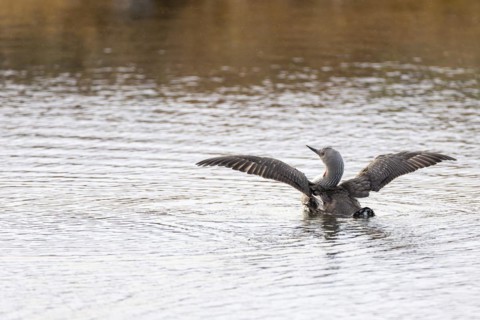 Red-throated diver (Gavia stellata), adult bird with outstretched wings rising from the water,