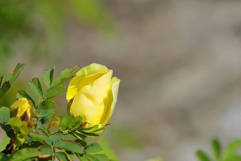 A yellow rose in bud (Rosa), Hachenburg, Rhineland-Palatinate, Germany, Europe
