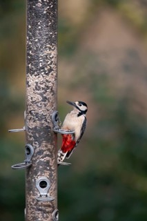 Great spotted woodpecker (Dendrocopos major) adult bird on a garden bird feeder, England, United