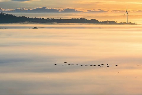 Flying flock of Cranes (Grus grus) above the morning mist at sunrise and a wind turbine at the