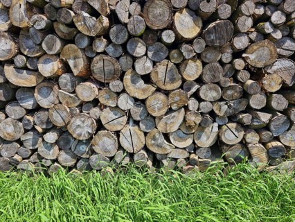Stacked woodpile with many cut tree trunks and a green meadow in the foreground, Bavaria, Germany,