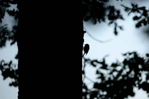 Silhouette of the woodcreeper (Certhia jamiliaris) on a tree trunk, Lower Rhine, North
