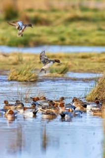 Eurasian Wigeon, Mareca penelope, birds in flight over marshes at winter
