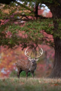 Sika deer (Cervus nippon) adult male buck roaring during the rutting season on the edge of a
