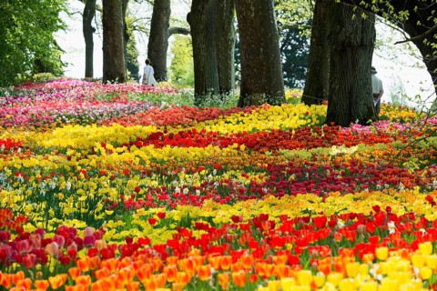 Park and flower meadow with colourful tulips, Mainau Island, Lake Constance, Baden-Württemberg,