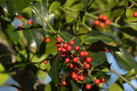 European holly (Ilex aquifolium) tree red berries on a branch in the autumn, Suffolk, England,
