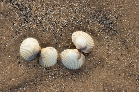 Cockle shell two pairs on a sandy beach, Norfolk, England, United Kingdom, Europe
