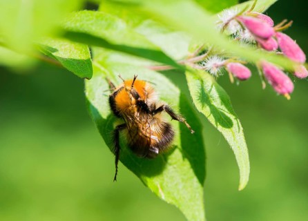 A furry hairy bumblebee (Bombus pascuorum) preens itself and makes funny contortions, symbolic for