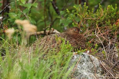 Willow ptarmigan (Lagopus lagopus) hen, perfectly camouflaged, Lofoten, Norway, Scandinavia, Europe