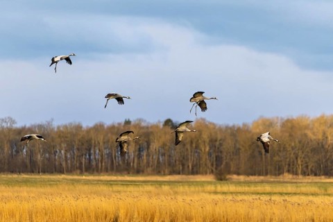 Eine Schar Vögel fliegt über ein goldenes Feld unter bewölktem Himmel, Kraniche auf dem Darß