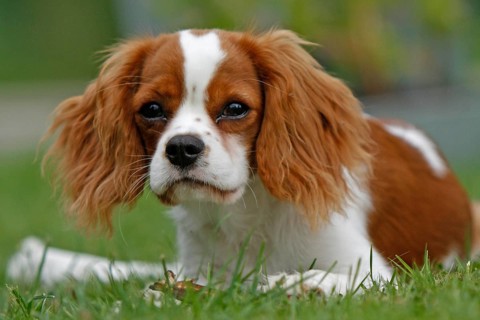 Cavalier King Charles Spaniel, kitten