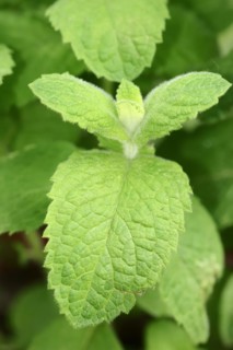 Apple mint (Mentha suaveolens), leaves, herb plant, North Rhine-Westphalia, Germany, Europe