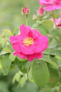 Rosa gallica (Rosa gallica var. officinalis), flower, North Rhine-Westphalia, Germany, Europe