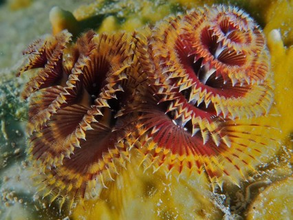 Close-up of colourful tubeworms, Christmas tree worm (Spirobranchus giganteus), in the reef. Dive