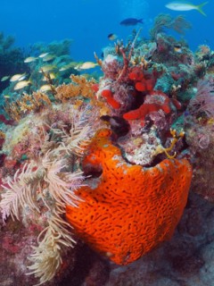 A red fire sponge (Tedania ignis), sea sponge, dominates the picture of a species-rich coral reef,