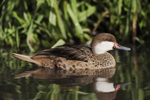 Bahama duck (Anas bahamensis, Paecilonetta bahamensis), captive, occurrence in South America