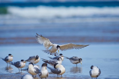Greater crested tern (Thalasseus bergii) wildlife in Australia