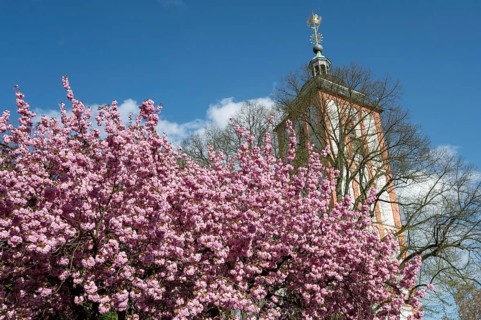 Flowering Japanese ornamental cherry (Cerasus serrulata), in the background St. Nikolai Church with