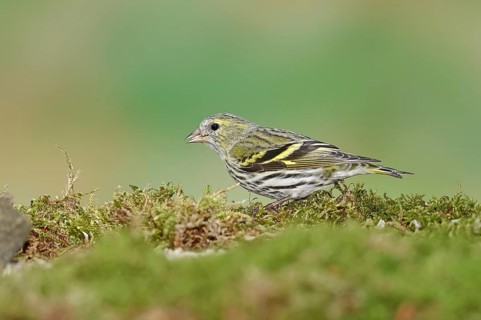 Eurasian siskin (Carduelis spinus), female sitting on moss, mossy ground, Wilnsdorf, North