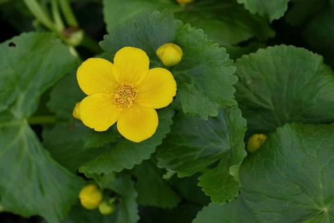 Marsh marigold (Caltha palustris), yellow flower, close-up, Wilnsdorf, North Rhine-Westphalia,