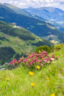 Blooming meadow with pink flowers in the foreground, mountains and sky in the background, summer