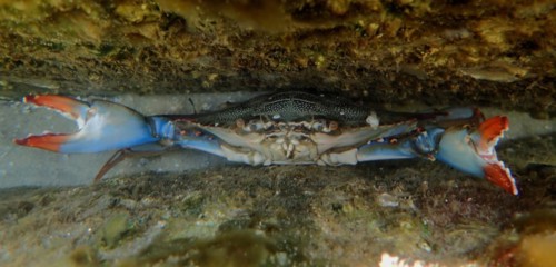 A atlantic blue crab (Callinectes sapidus) threatens in its hiding place with its claws, dive site