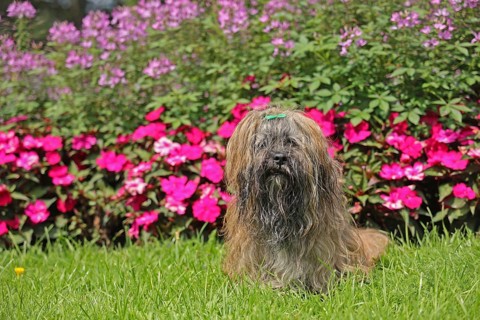 Lhasa Apso in front of flower bed, sitting