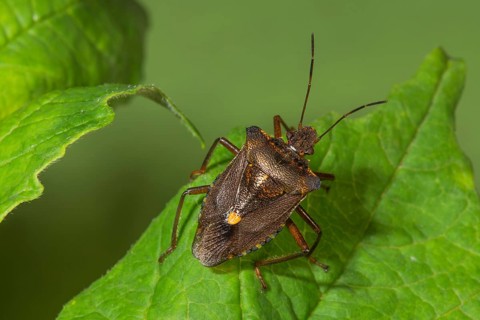 A Forest bug (Pentatoma rufipes) sits on a fresh green leaf and forms a clear contrast to the leaf