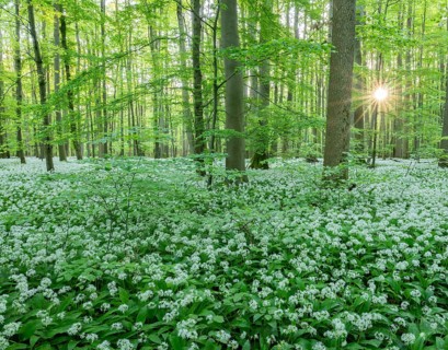 Near-natural deciduous forest with flowering wild garlic (Allium ursinum), sun star, Hainich