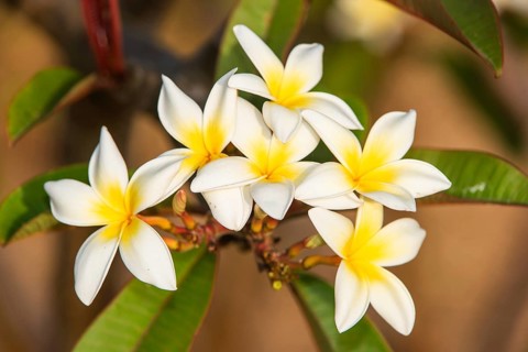 White and yellow plumeria flowers against a blurred background