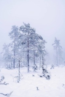 Pine trees with hoarfrost in fog on a bog with snow