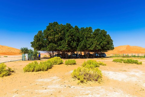 Green, shady oasis in the Rub al Khali desert, Dhofar province, Arabian Peninsula, Sultanate of