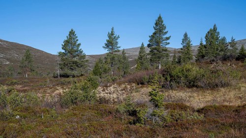 Autumn landscape, Pallas-Yllästunturi National Park, Lapland, Finland, Europe