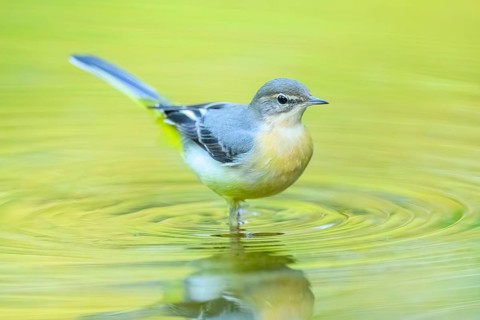 Grey wagtail (Motacilla cinerea) at the shore of a lake with autumncolours, wildife, Catalonia,