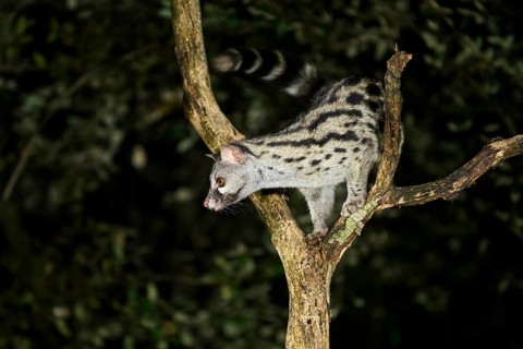 Common genet (Genetta genetta), climbing on a tree wildlife in a forest, Montseny National Park,