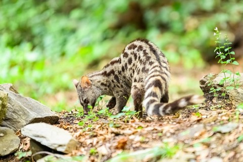 Common genet (Genetta genetta), wildlife in a forest, Montseny National Park, Catalonia, Spain,