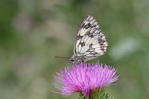 Checkerspot butterfly (Melanargia galathea) on creeping thistle (Cirsium hydrophilum), underside of