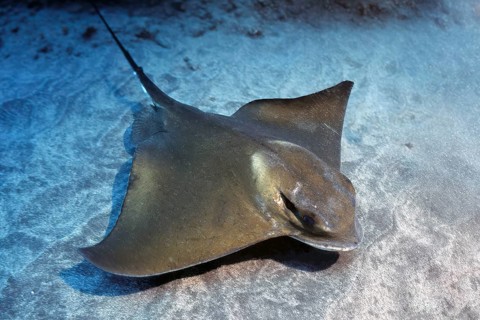 Underwater photo of Common eagle ray (Myliobatis aquila) swimming over sandy seabed seabed, East