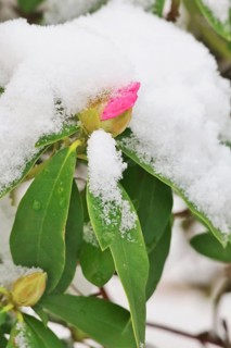Rhododendron, Winter, Germany, Europe