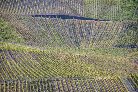 Vineyards on a steep slope on the Moselle, Rhineland-Palatinate, Germany, Europe