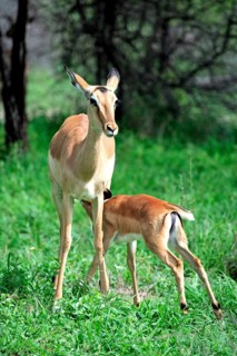 Black heeler antelope (Aepyceros melampus), adult, female, juvenile, suckling, Kruger National