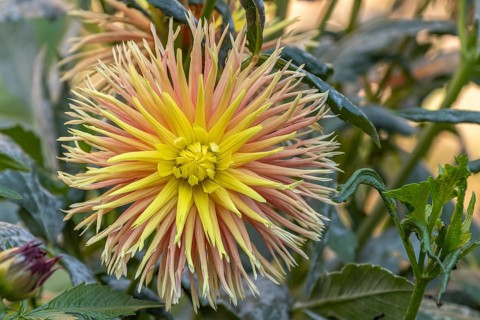 Cabana Banana Cactus Dahlias blooming in a public garden. Close-up dahlias, daylight. Selestat, Bas
